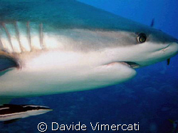 reef grey shark with pilot fish, taken in Roatan, Hondura... by Davide Vimercati 